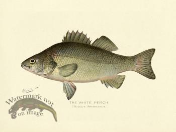 Perch - White